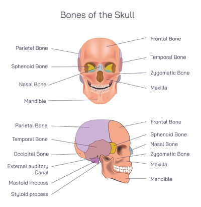 Bones of the Human Skull Explained: Cranial and Facial Bones, Structure, Functions, Sutures and Complete Anatomy Overview