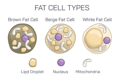 Fat Cell Types: Brown, Beige, and White Adipocytes Explained with Structure and Function