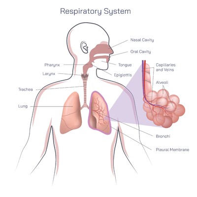 Respiratory System of the Human Body: Organs, Functions, and Gas Exchange Explained
