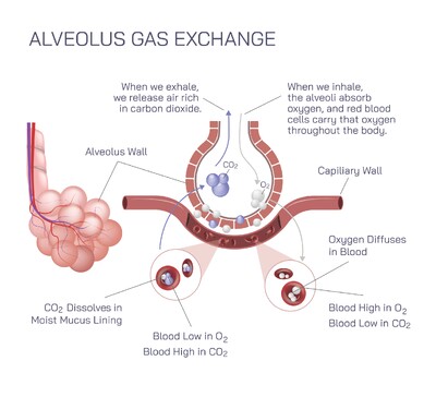 Alveolus Gas Exchange in the Human Body: How Oxygen Enters Blood and Carbon Dioxide Leaves the Lungs
