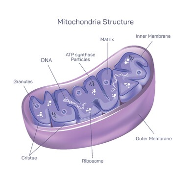 Mitochondria Structure and Its Role in Cellular Energy Production