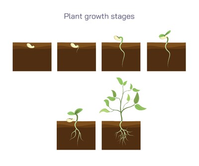 Plant Growth Stages Explained: Seed Germination to Flowering and Fruit Formation