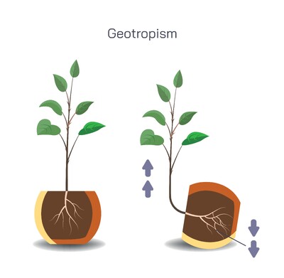 Geotropism Explained – Gravity-Controlled Plant Growth, Mechanism, Types, and Importance