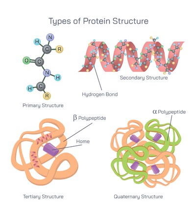 Types of Protein Structure Explained – Primary, Secondary, Tertiary, and Quaternary Levels