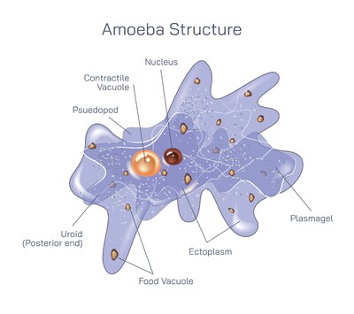 Amoeba Structure Explained – Detailed Cell Anatomy, Organelles, and Their Functions