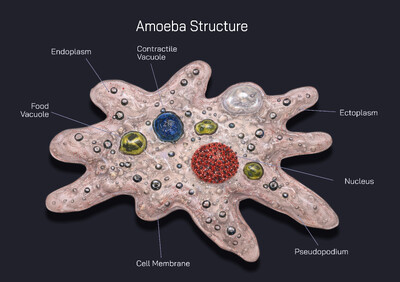 Amoeba Structure and Diagram Explained – Cell Anatomy, Organelles, and Life Processes