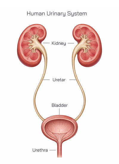 Human Urinary System Explained – Structure, Organs, and Functions