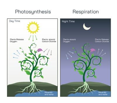 Photosynthesis and Plant Respiration Explained – Processes, Differences, and Biological Importance