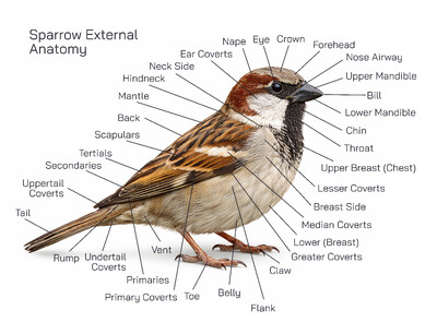 Sparrow External Anatomy Explained – Complete Diagram, Body Parts, and Functions