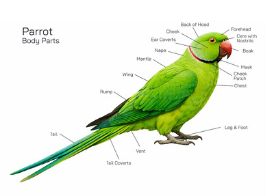 Parrot Explained in Detail – Anatomy, Intelligence, Communication, Behavior, Diet, and Lifestyle