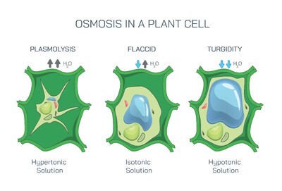 Osmosis in a Plant Cell Explained – Plasmolysis, Flaccidity, Turgidity, and Water Movement