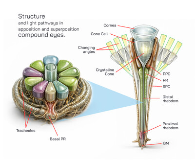Structure and Light Pathways in Apposition and Superposition Compound Eyes Explained in Detail