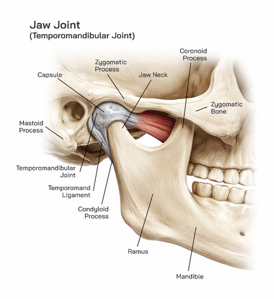 Temporomandibular Joint (Jaw Joint): Parts, Structure and Functions Explained