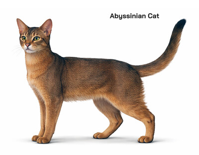 Characteristics of an Abyssinian Cat Explained: Appearance, Personality, Behavior, Health Traits, and Popularity