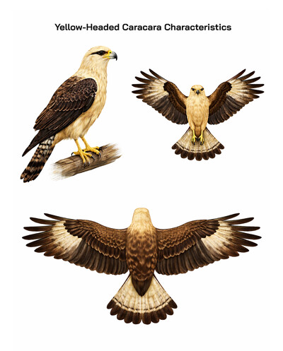Yellow-headed Caracara Characteristics: Appearance, Behavior, Habitat, and Ecological Role