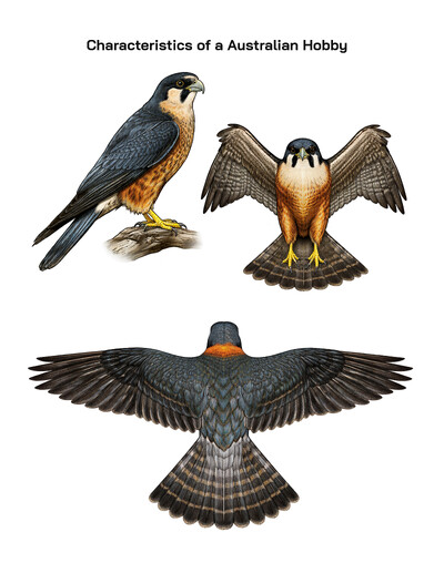 Australian Hobby Characteristics: Appearance, Behavior, Habitat, Hunting Skills, and Ecological Importance