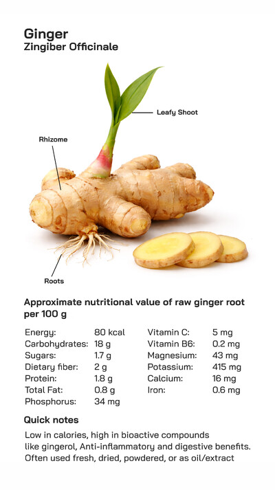 Ginger (Zingiber officinale): Nutritional Health Benefits, Culinary Uses, and Global Popularity