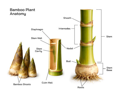 Bamboo Plant Anatomy Explained: Structural Parts, Bamboo Types, and Unique Growth Pattern
