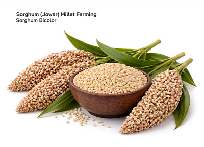 Sorghum (Jowar) Millet Farming Guide: Step-by-Step Cultivation, Soil, Climate, Irrigation, Terrain, and Major Growing Regions