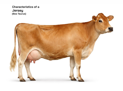 Jersey Cow (Bos taurus) Cow : Characteristics, Dairy Qualities, and Global Importance