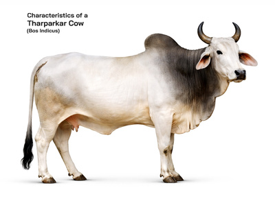 Tharparkar (Bos indicus) Cow: Characteristics, Cattle Husbandry, and Global Importance