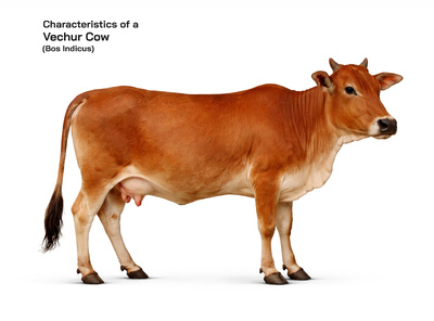Vechur (Bos indicus) Cow: Characteristics, Cattle Husbandry, and Global Importance