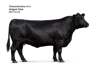 Angus (Bos taurus) Cow: Characteristics, Cattle Husbandry, and Global Importance