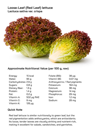 Loose-Leaf (Red Leaf) Lettuce (Lactuca sativa var. crispa): Health Benefits, Uses, and Global Popularity