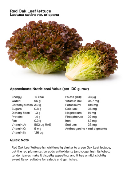 Red Oak Leaf Lettuce (Lactuca sativa var. crispana): Health Benefits, Uses, and Global Popularity