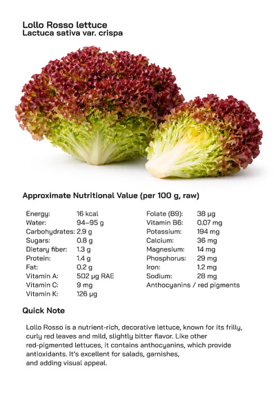 Lollo Rosso (Lactuca sativa var. crispa): Health Benefits, Uses, and Global Popularity