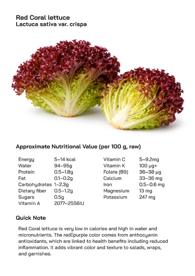 Red Coral Lettuce (Lactuca sativa var. crispa): Health Benefits, Uses, and Global Popularity