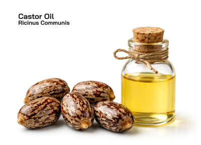 Castor Oil Seed (Ricinus communis): Uses, Industrial Value, and Global Importance